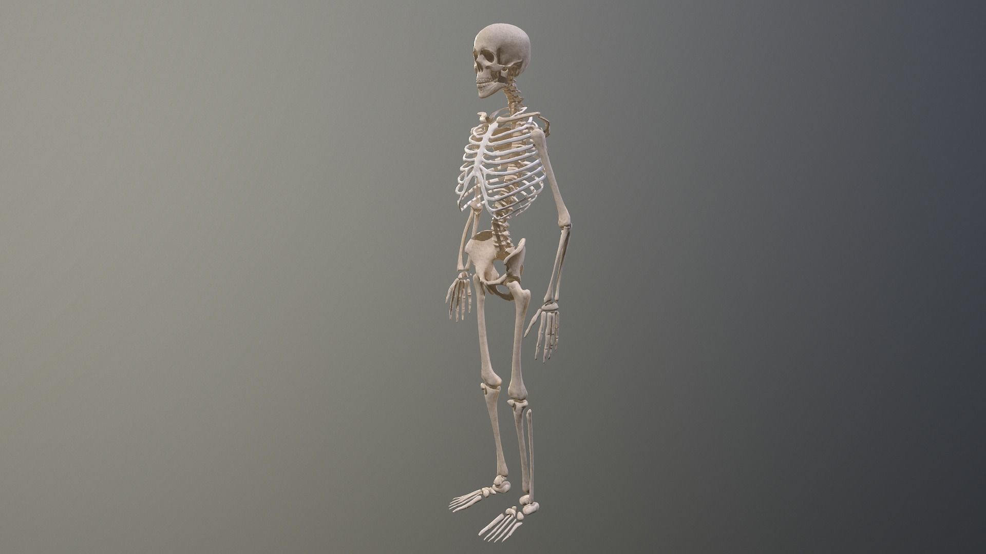 Human skeleton Low-poly 3D model_14