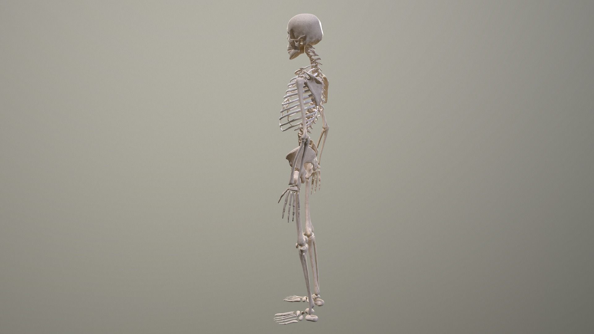 Human skeleton Low-poly 3D model_12