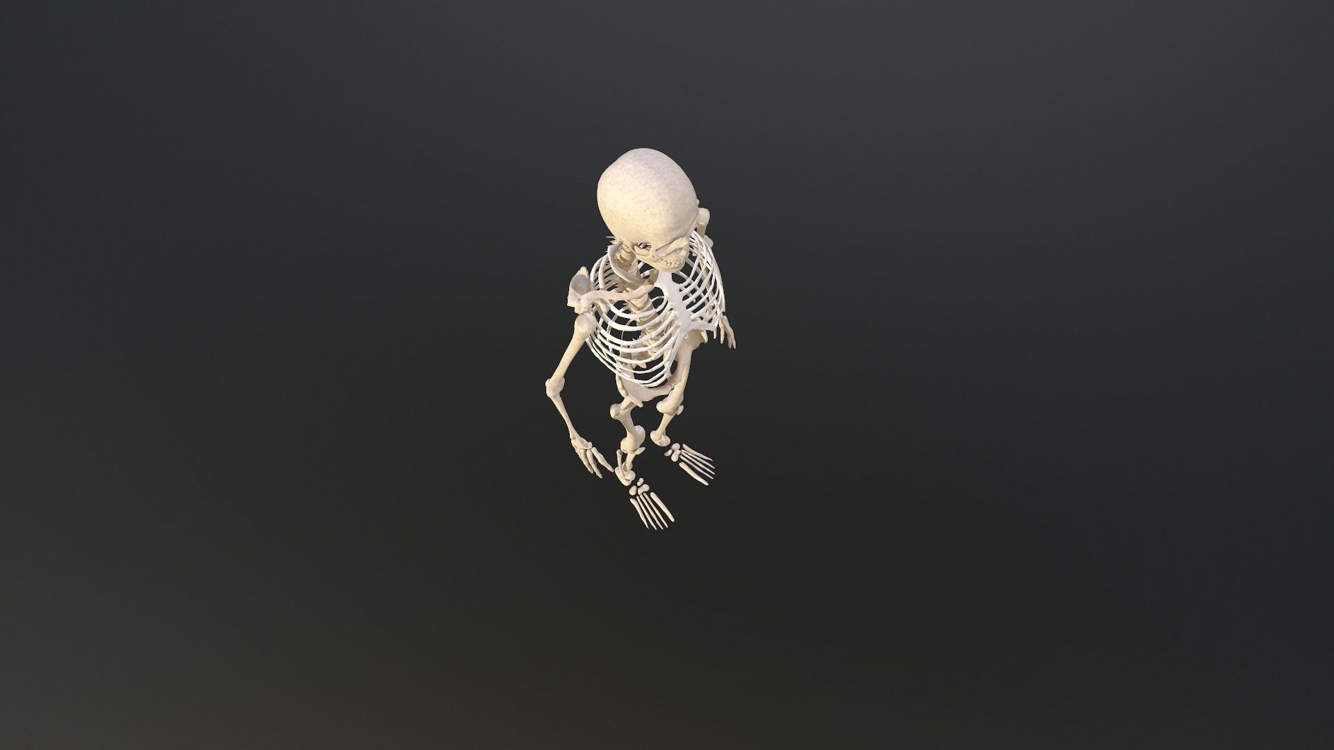 Human skeleton Low-poly 3D model_17