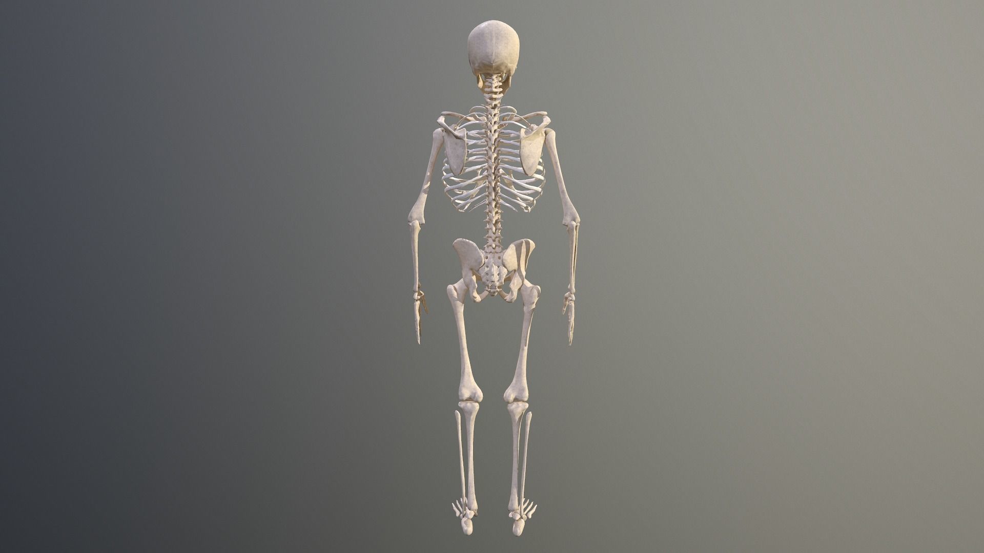 Human skeleton Low-poly 3D model_9