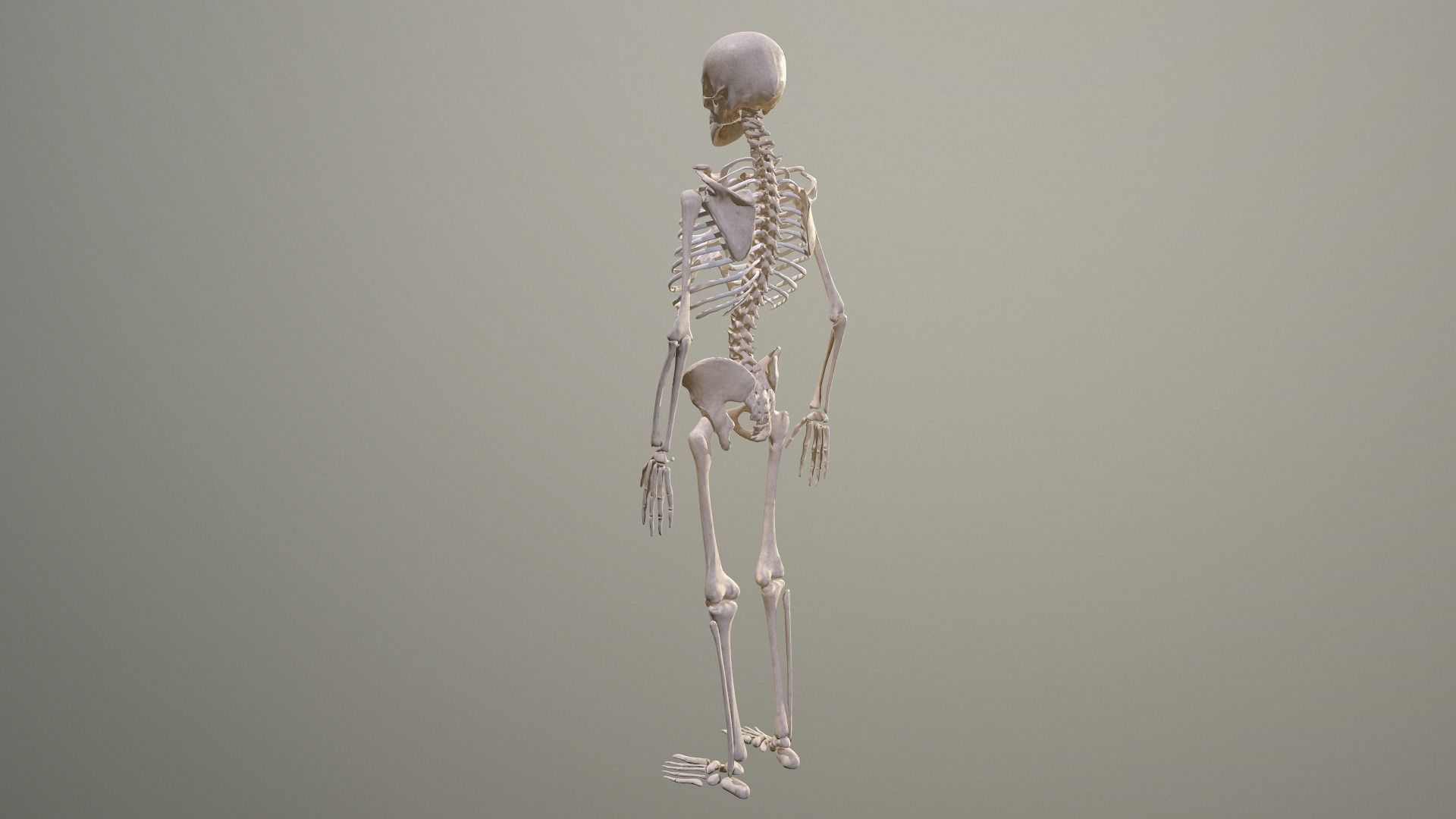 Human skeleton Low-poly 3D model_11