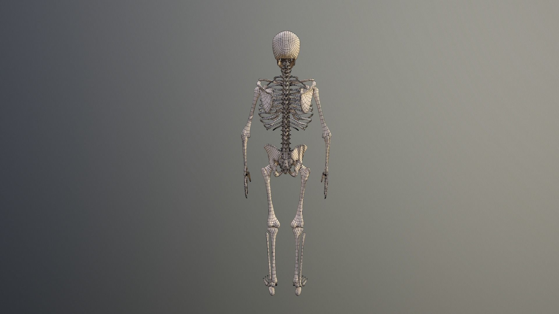 Human skeleton Low-poly 3D model_20