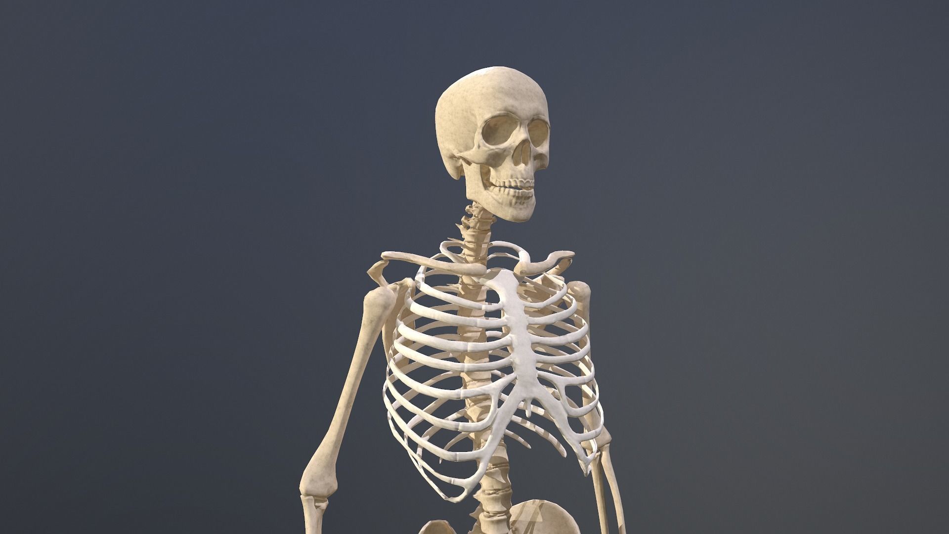 Human skeleton Low-poly 3D model_22