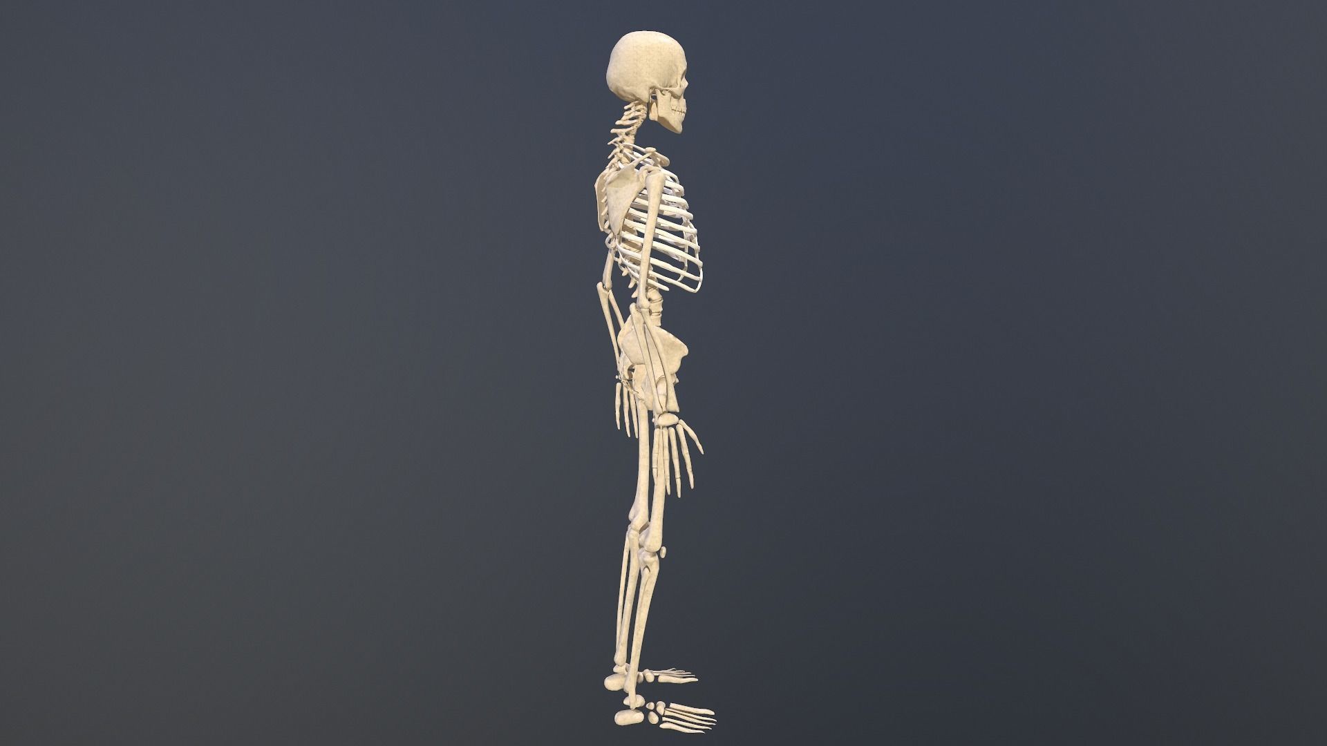 Human skeleton Low-poly 3D model_5