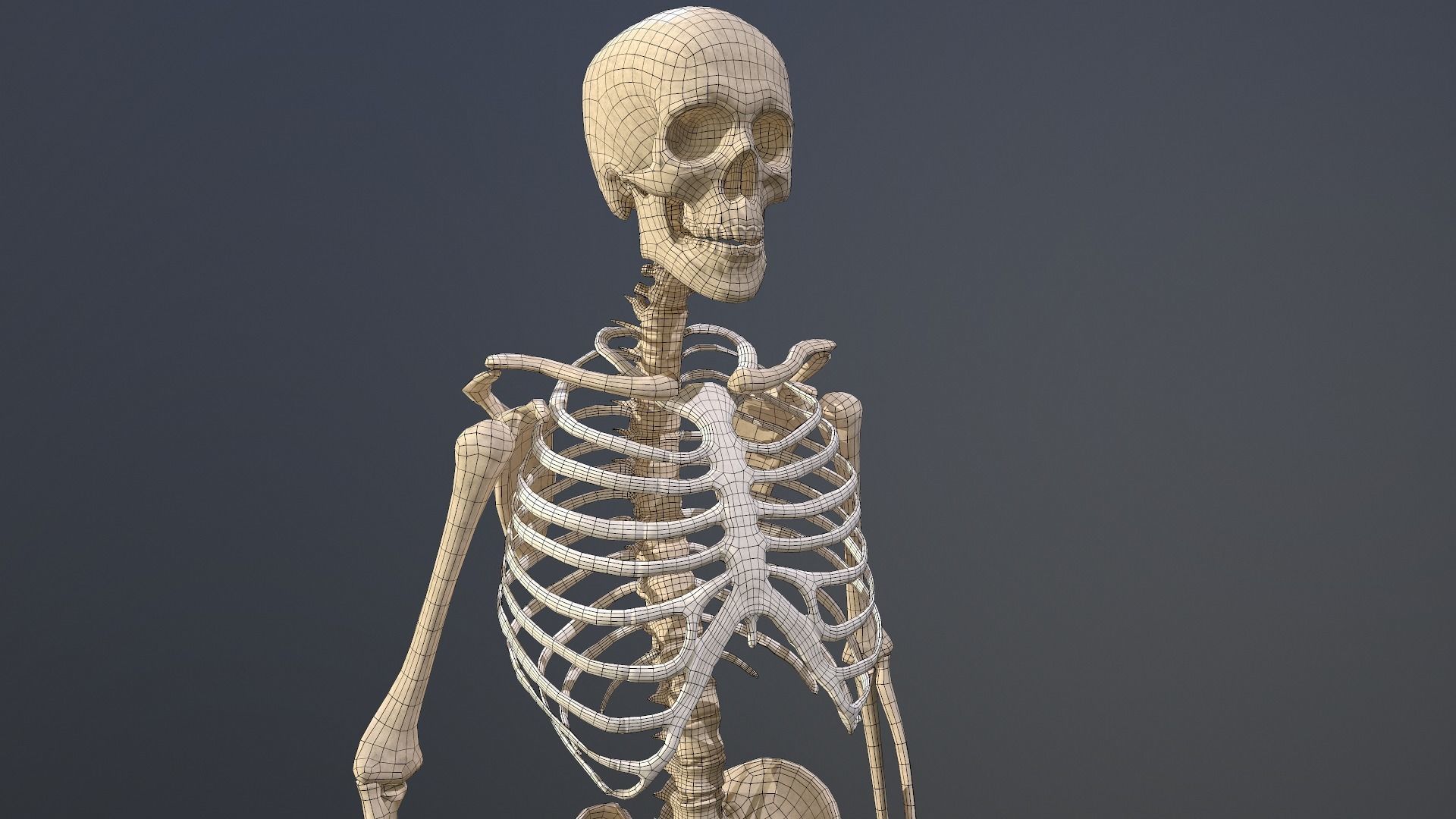 Human skeleton Low-poly 3D model_21