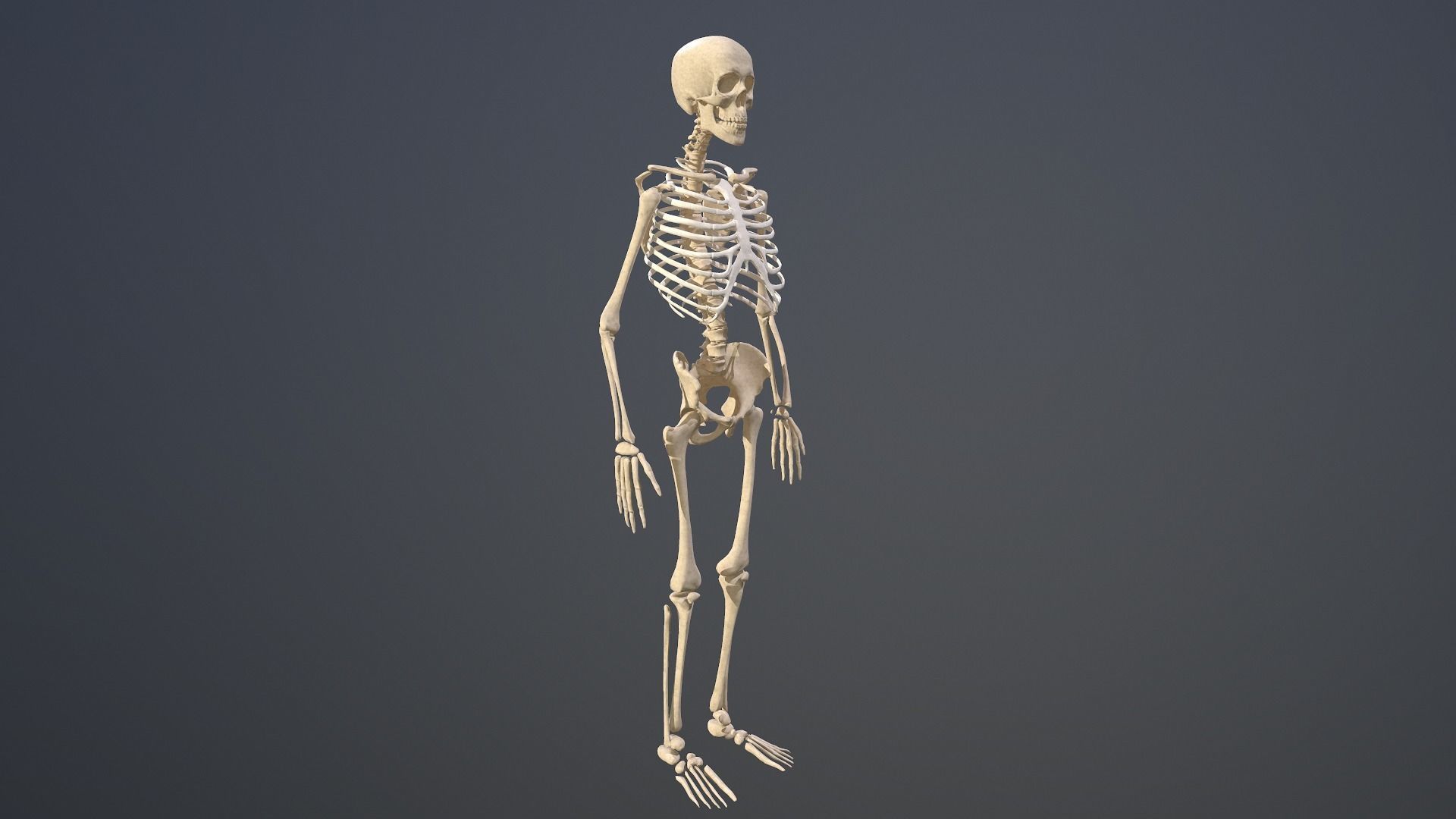 Human skeleton Low-poly 3D model_3