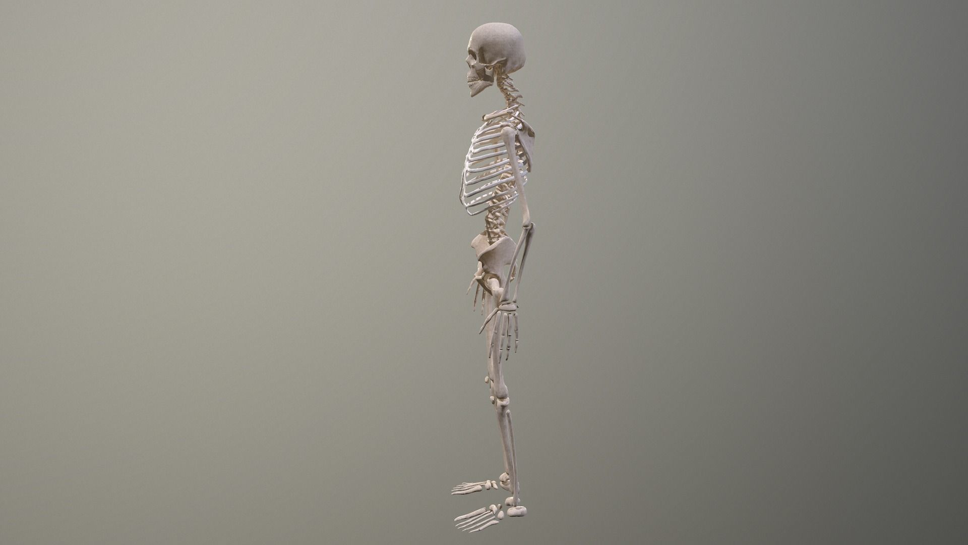 Human skeleton Low-poly 3D model_13