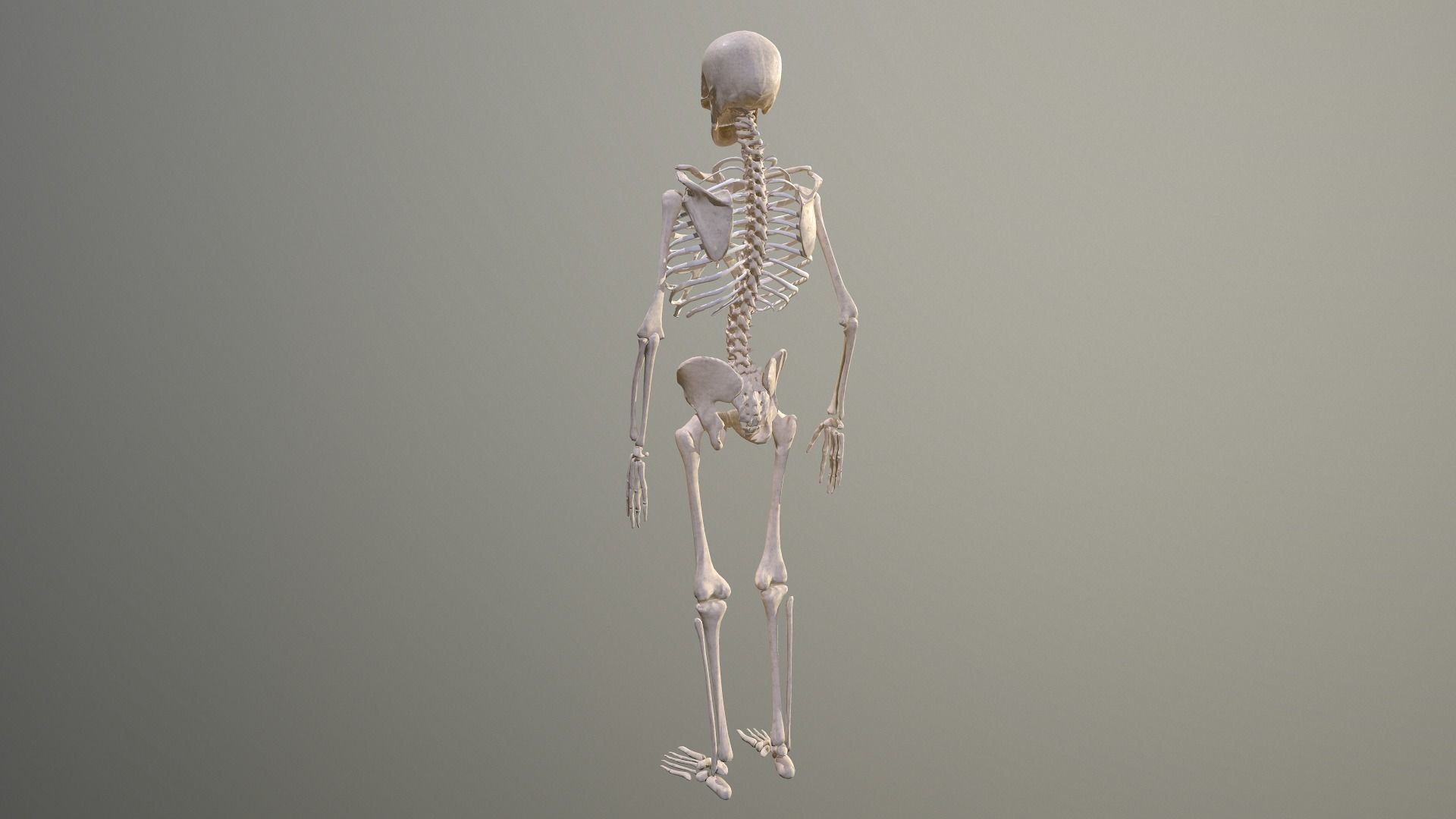 Human skeleton Low-poly 3D model_10