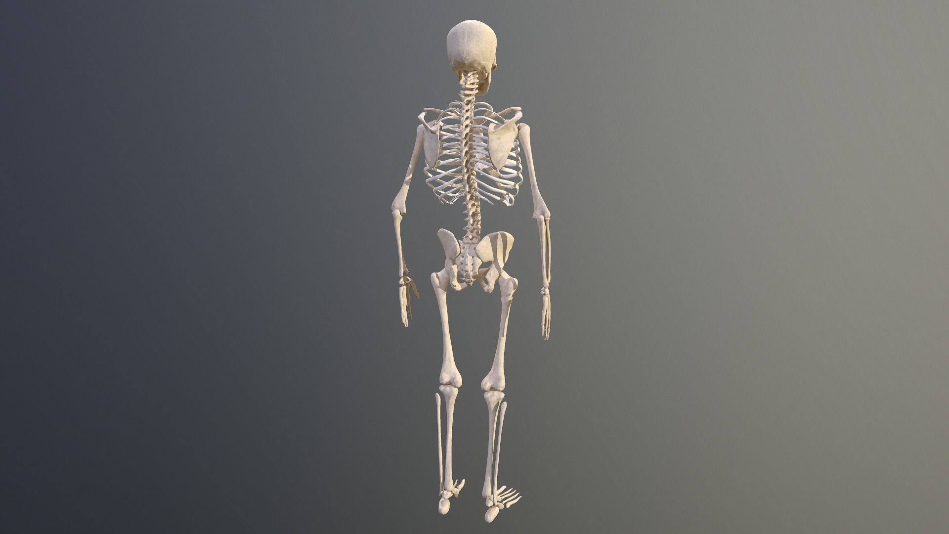 Human skeleton Low-poly 3D model_7