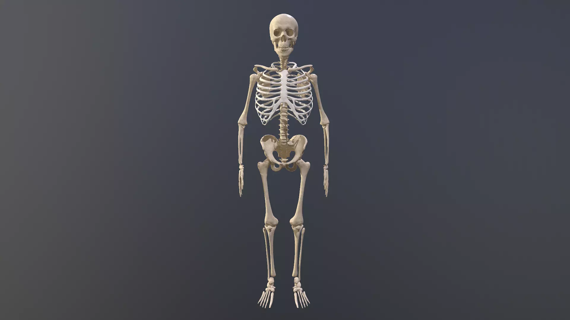 Human skeleton Low-poly 3D model_0