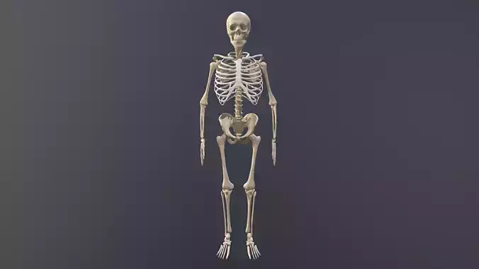 Human skeleton