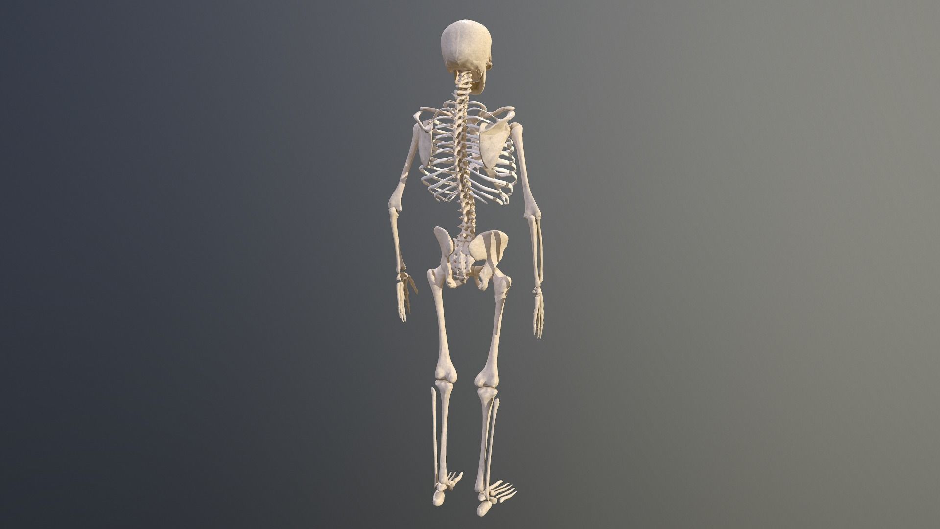 Human skeleton Low-poly 3D model_8