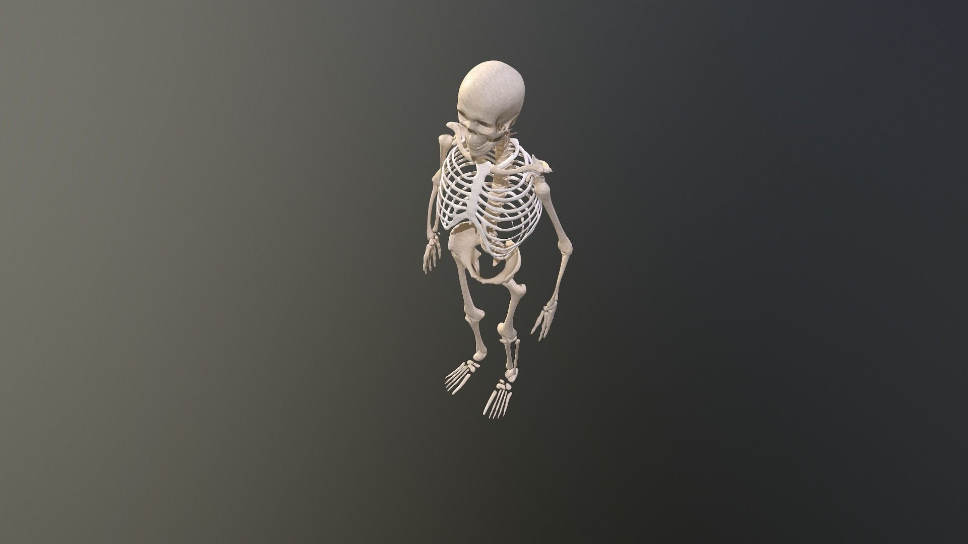 Human skeleton Low-poly 3D model_16
