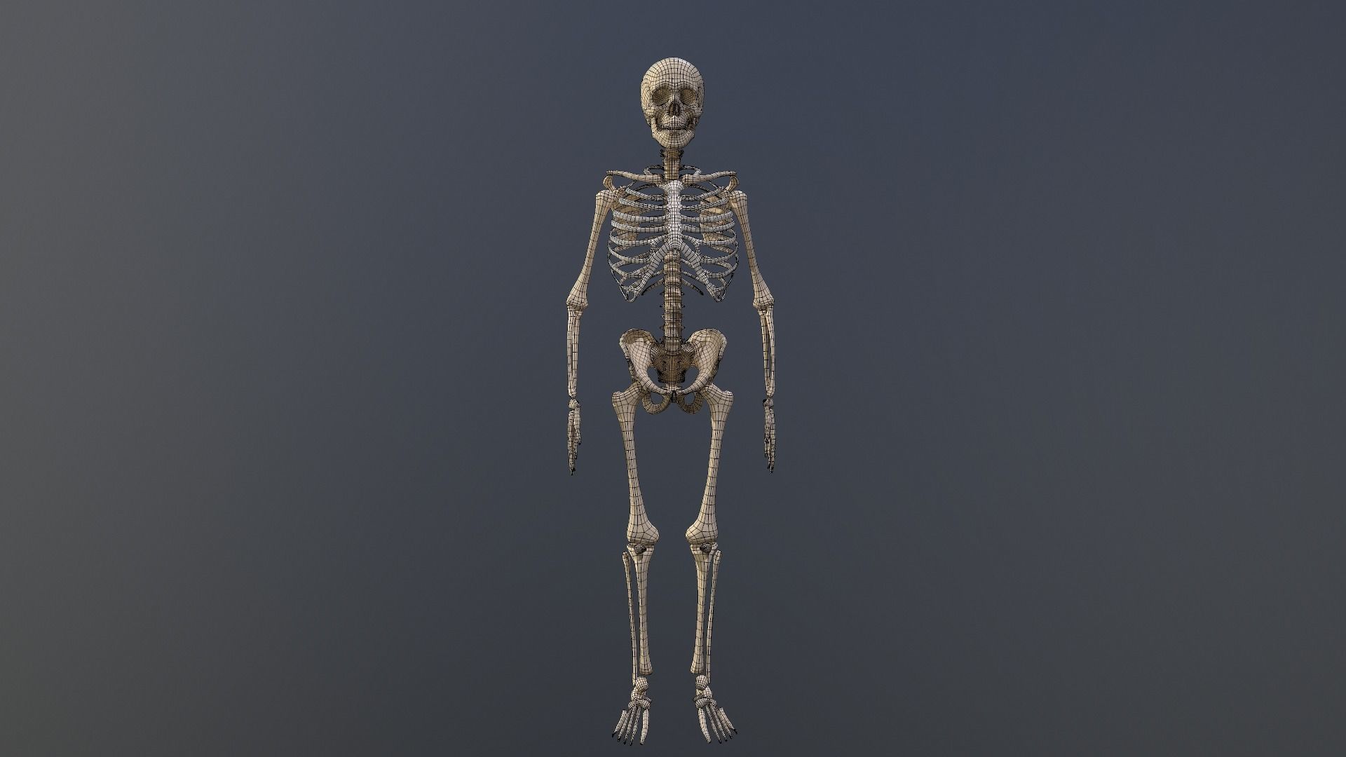 Human skeleton Low-poly 3D model_19
