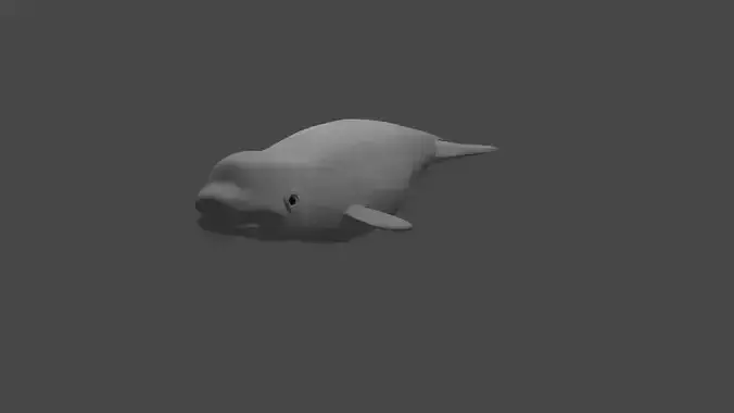 BELUGA WHALE 