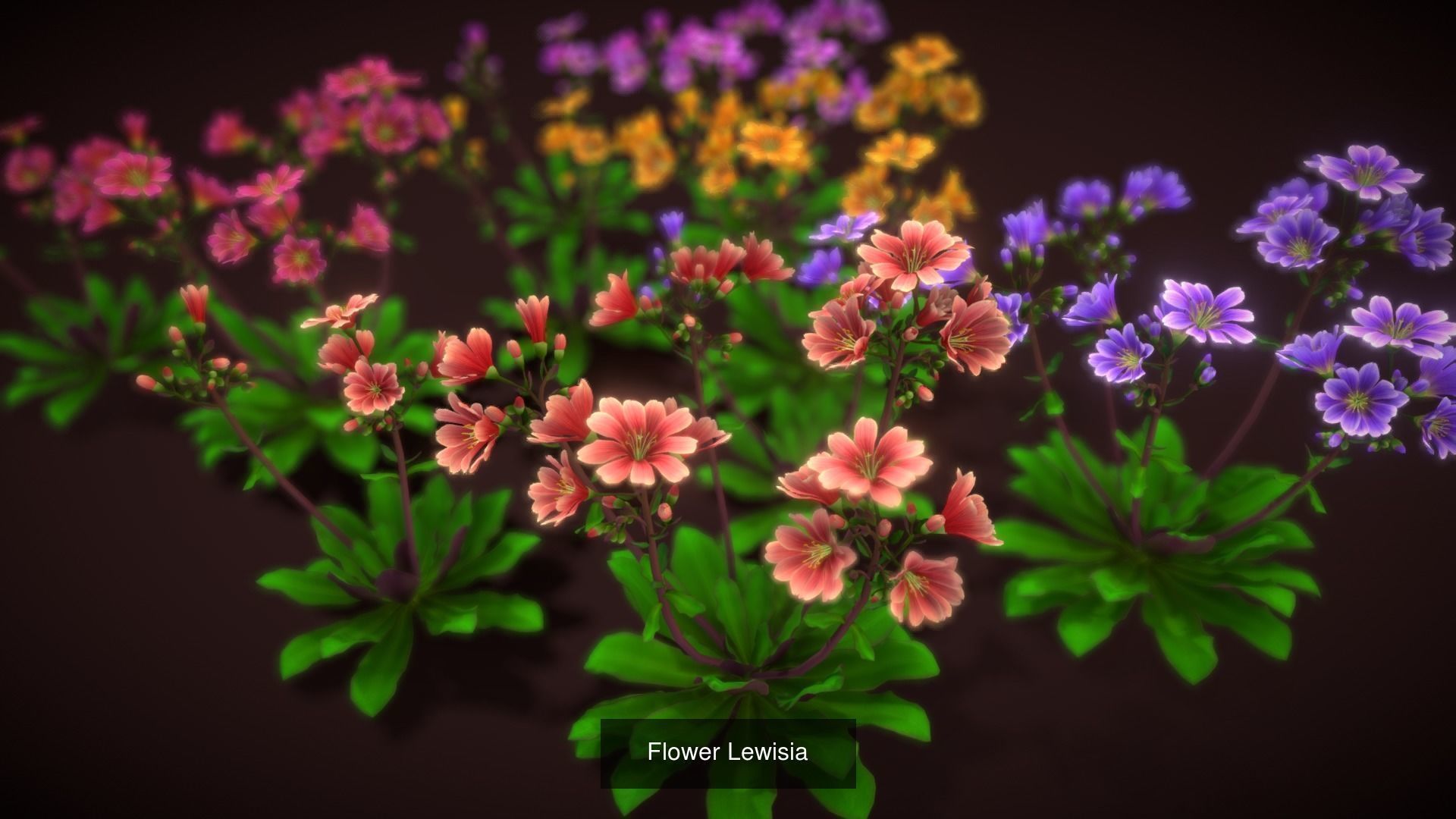 Flower Collections Country World path 7 _4