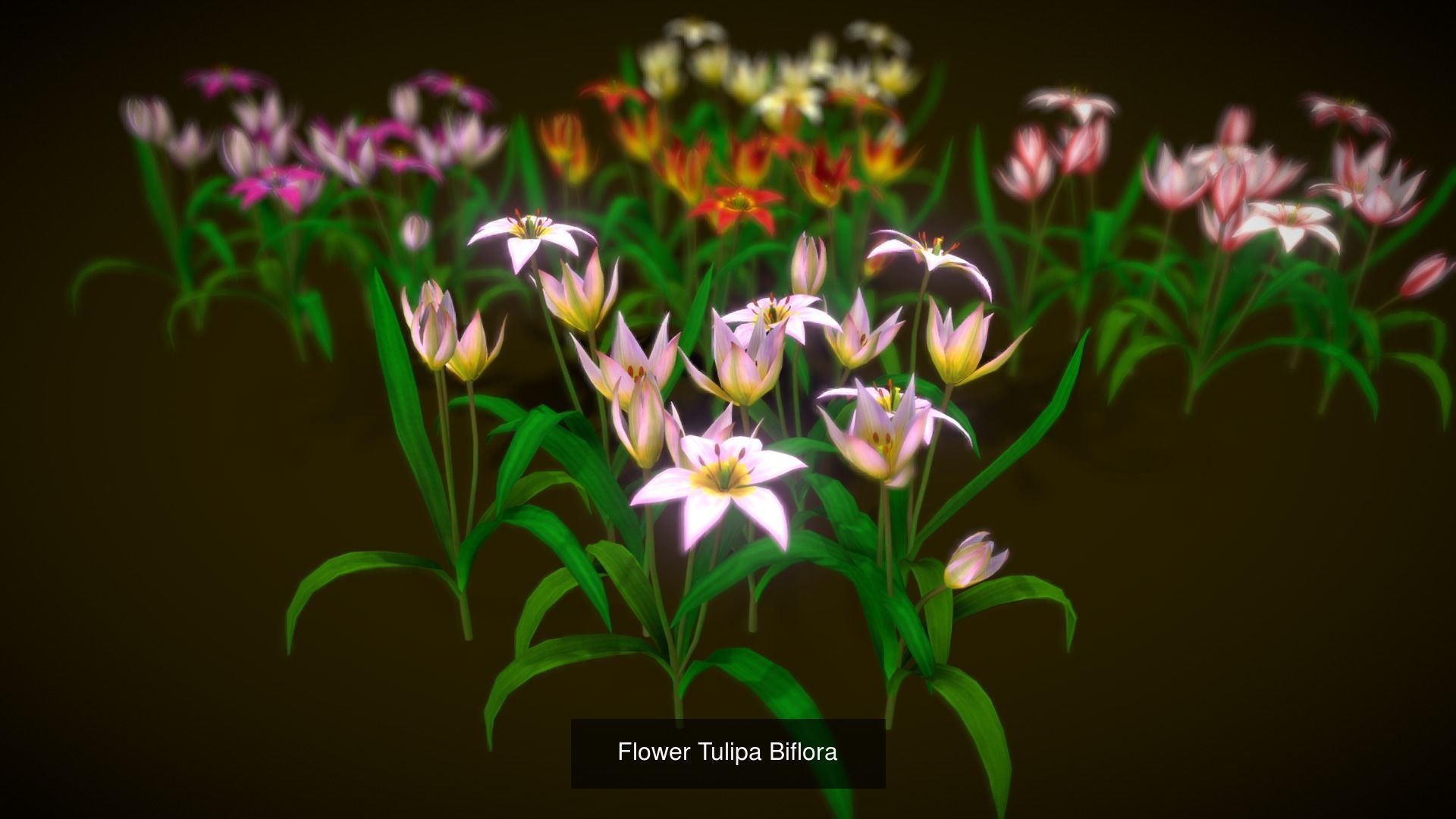 Flower Collections Country World path 7 _3