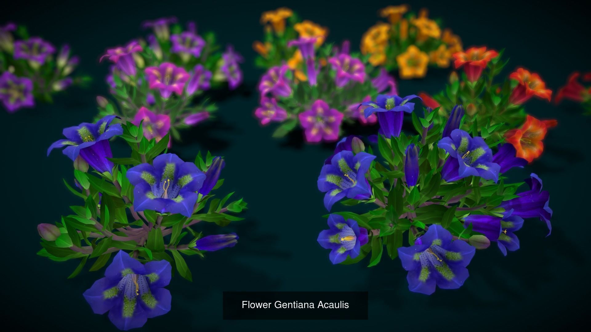 Flower Collections Country World path 7 _5