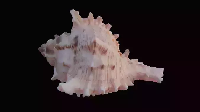 Small Murex Sea Shell Low-poly 3D model
