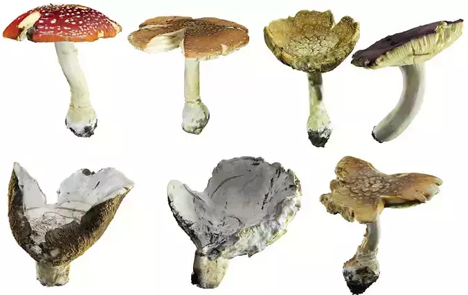 Scanned Mushrooms Pack Low-poly 3D model