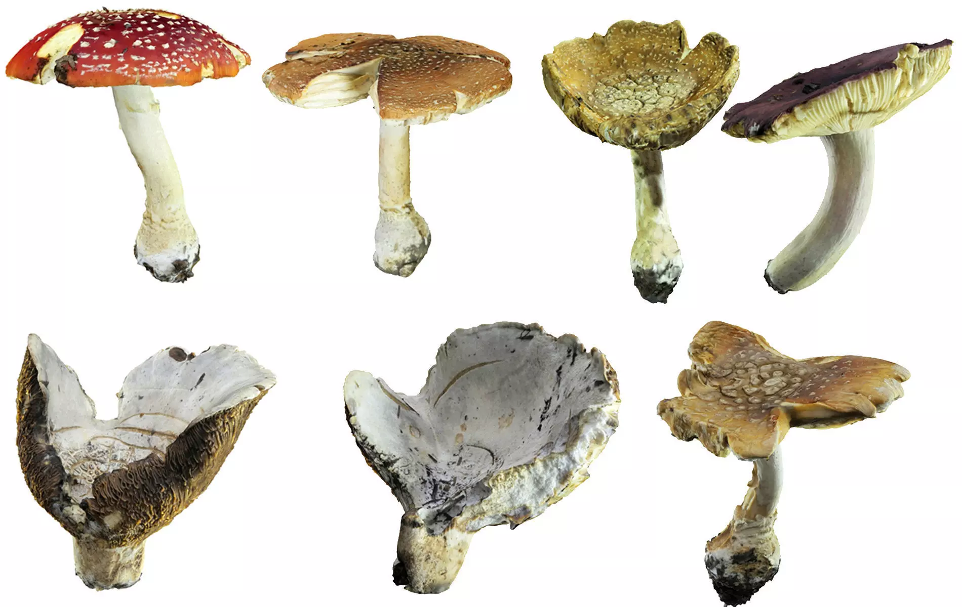 Scanned Mushrooms Pack Low-poly 3D model_0