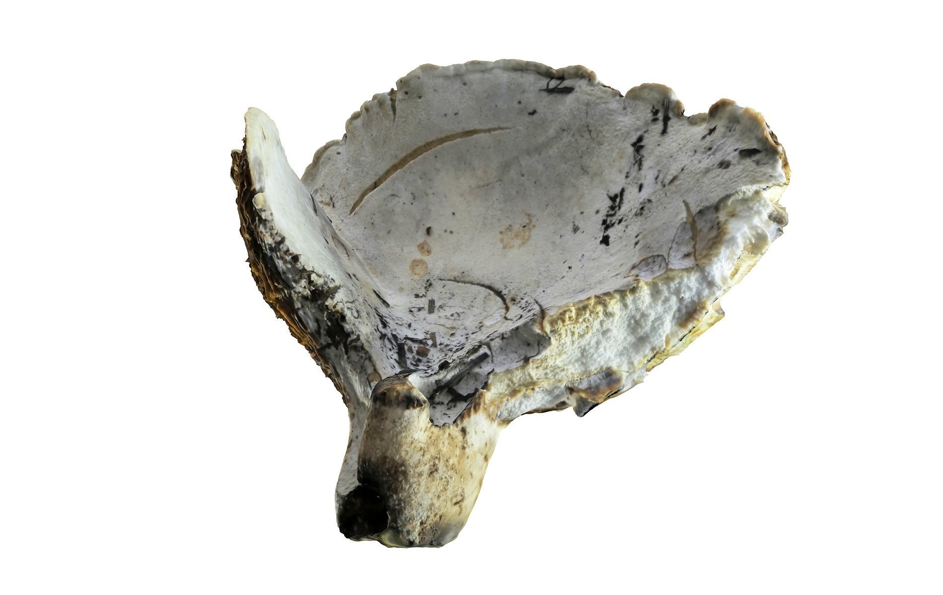 Scanned Mushrooms Pack Low-poly 3D model_9