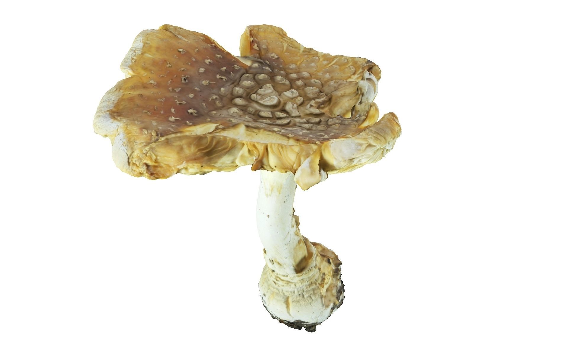 Scanned Mushrooms Pack Low-poly 3D model_5