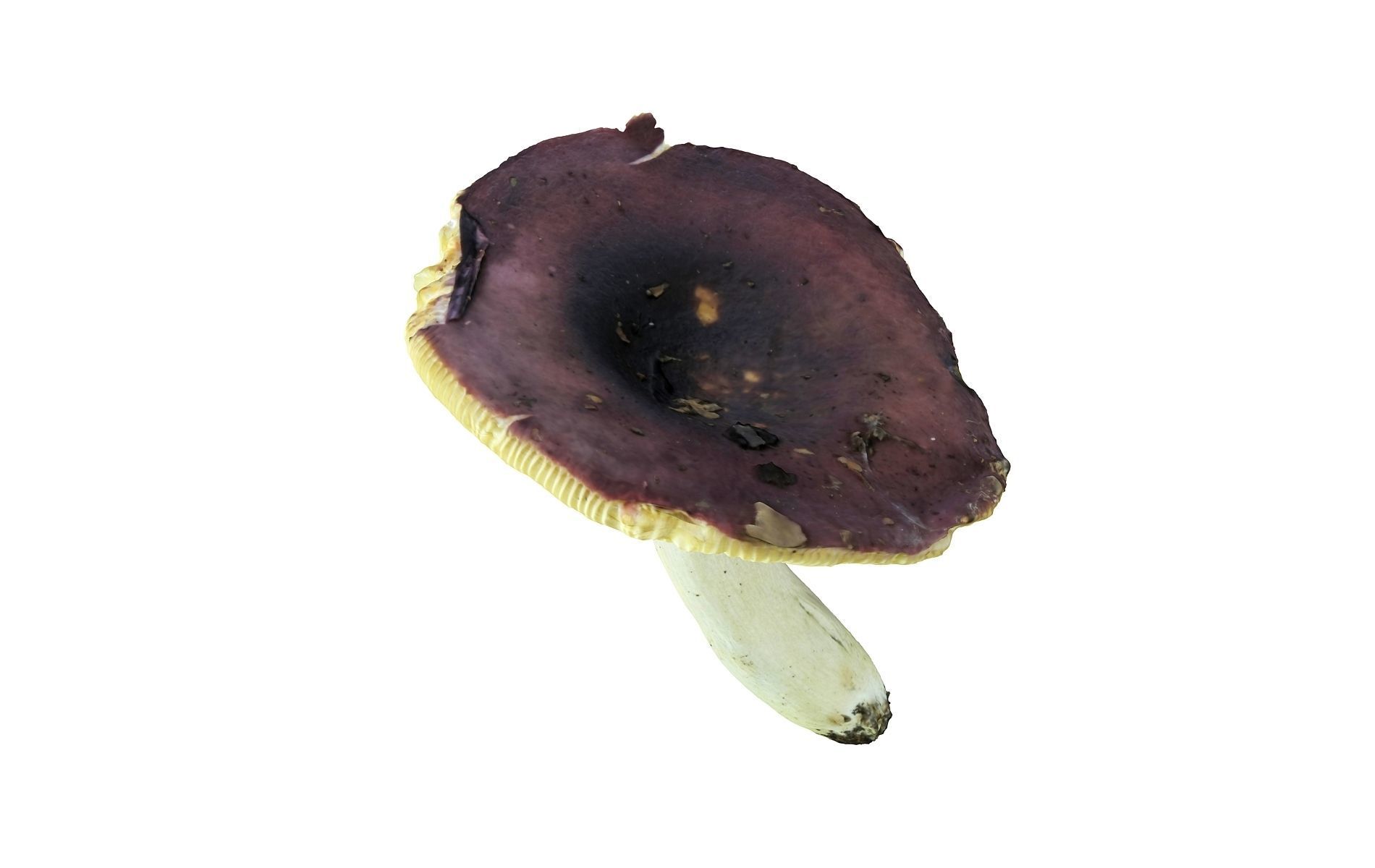 Scanned Mushrooms Pack Low-poly 3D model_6