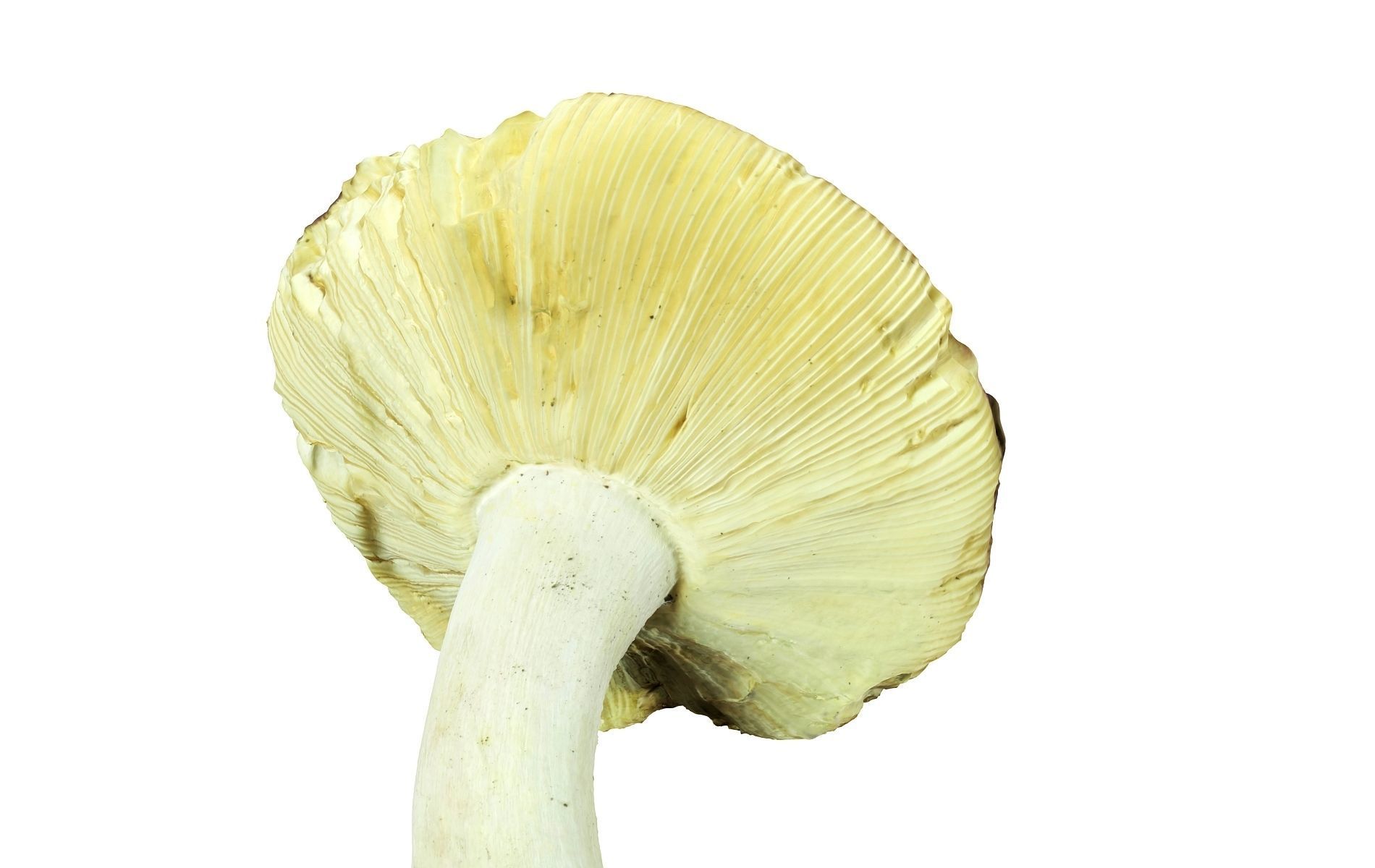 Scanned Mushrooms Pack Low-poly 3D model_12