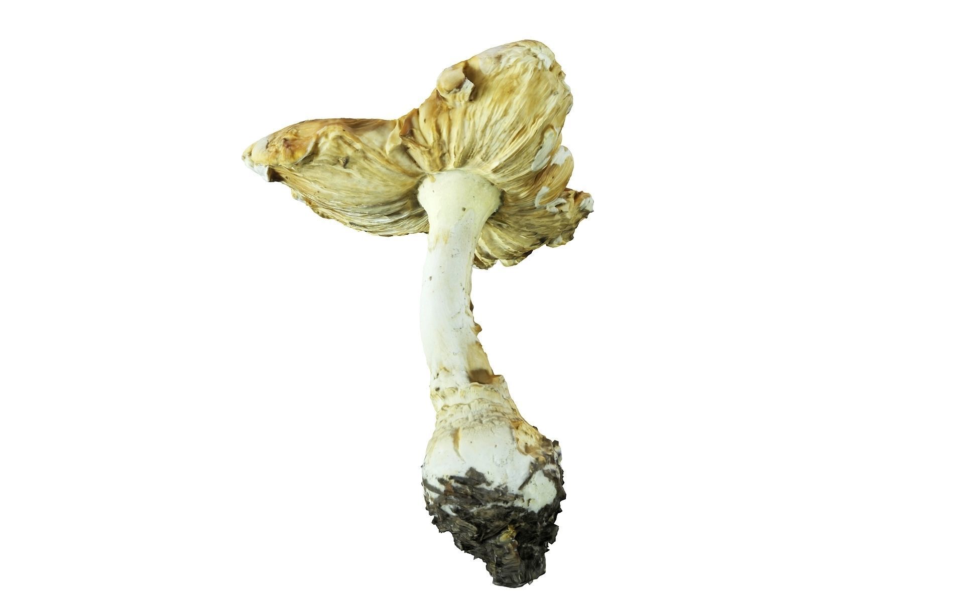 Scanned Mushrooms Pack Low-poly 3D model_11