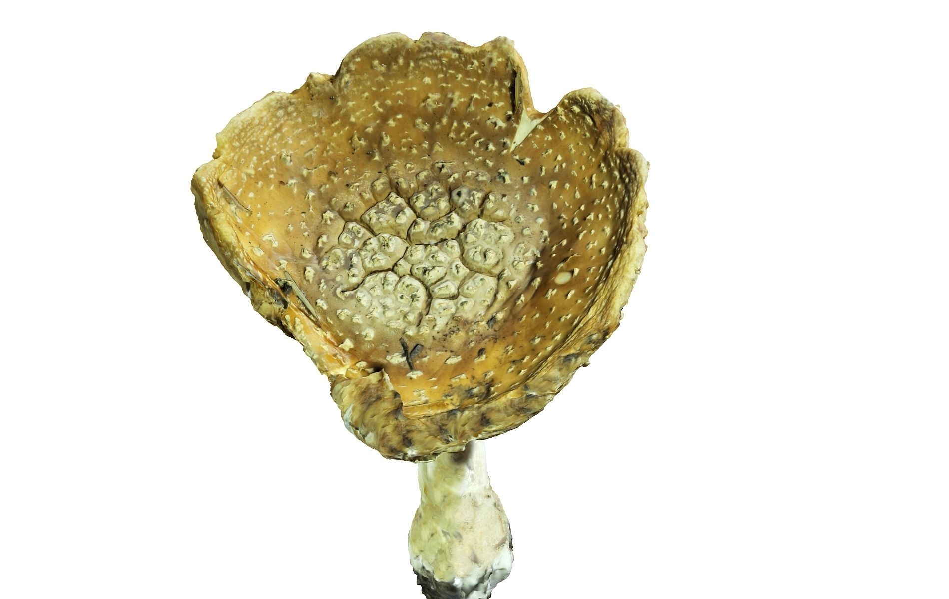 Scanned Mushrooms Pack Low-poly 3D model_13