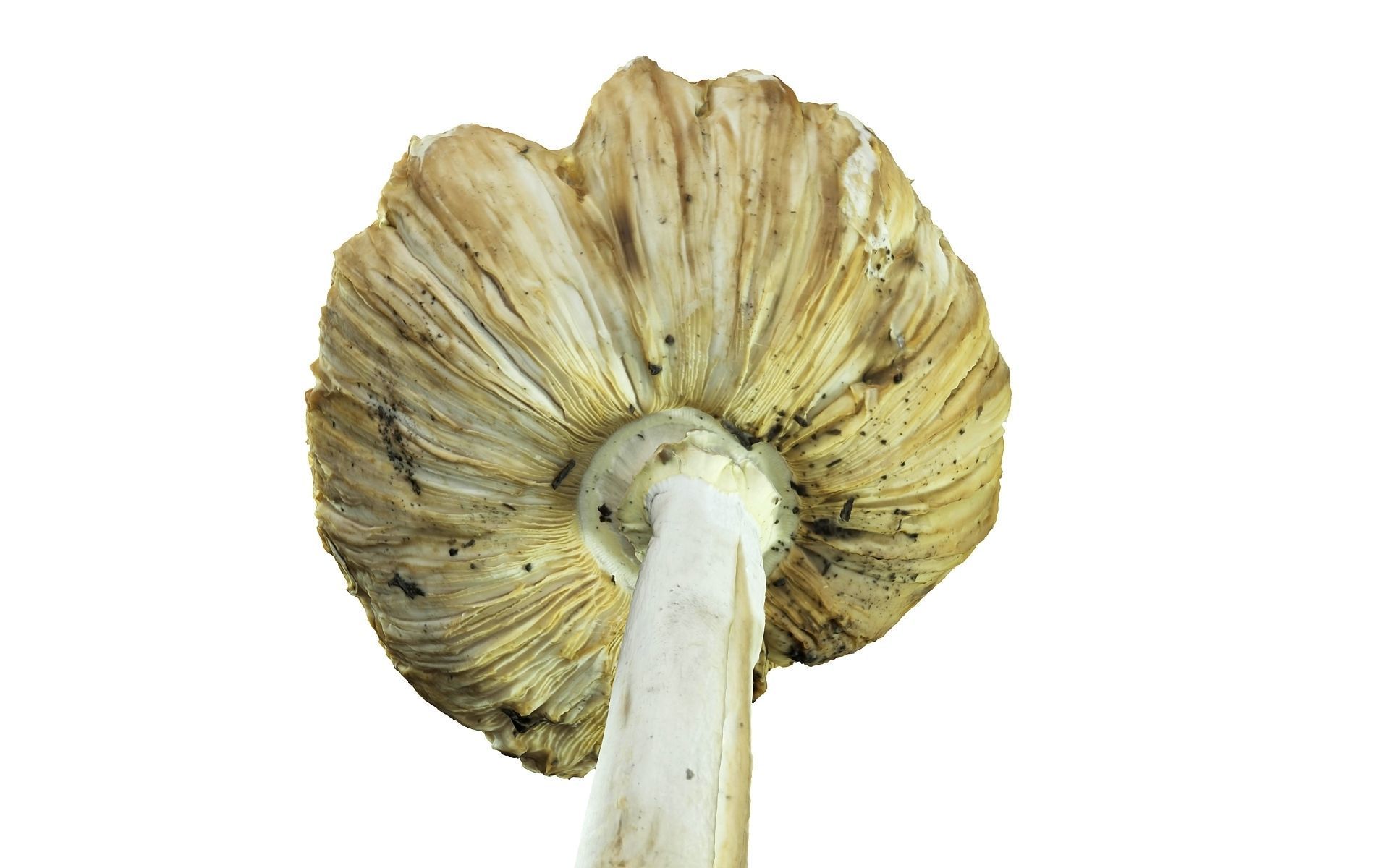 Scanned Mushrooms Pack Low-poly 3D model_4