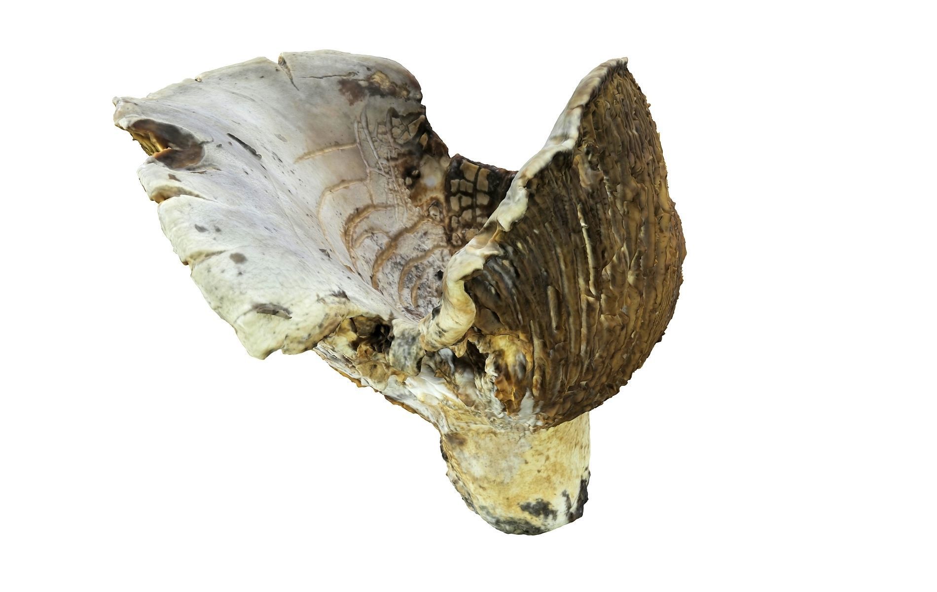 Scanned Mushrooms Pack Low-poly 3D model_2