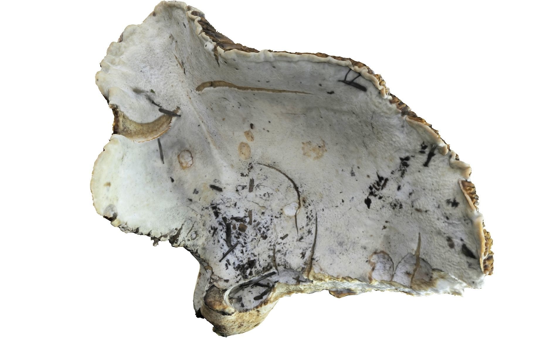 Scanned Mushrooms Pack Low-poly 3D model_10