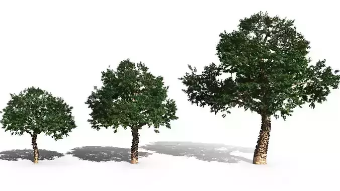  Plinia cauliflora - Brazilian grape tree 3D model