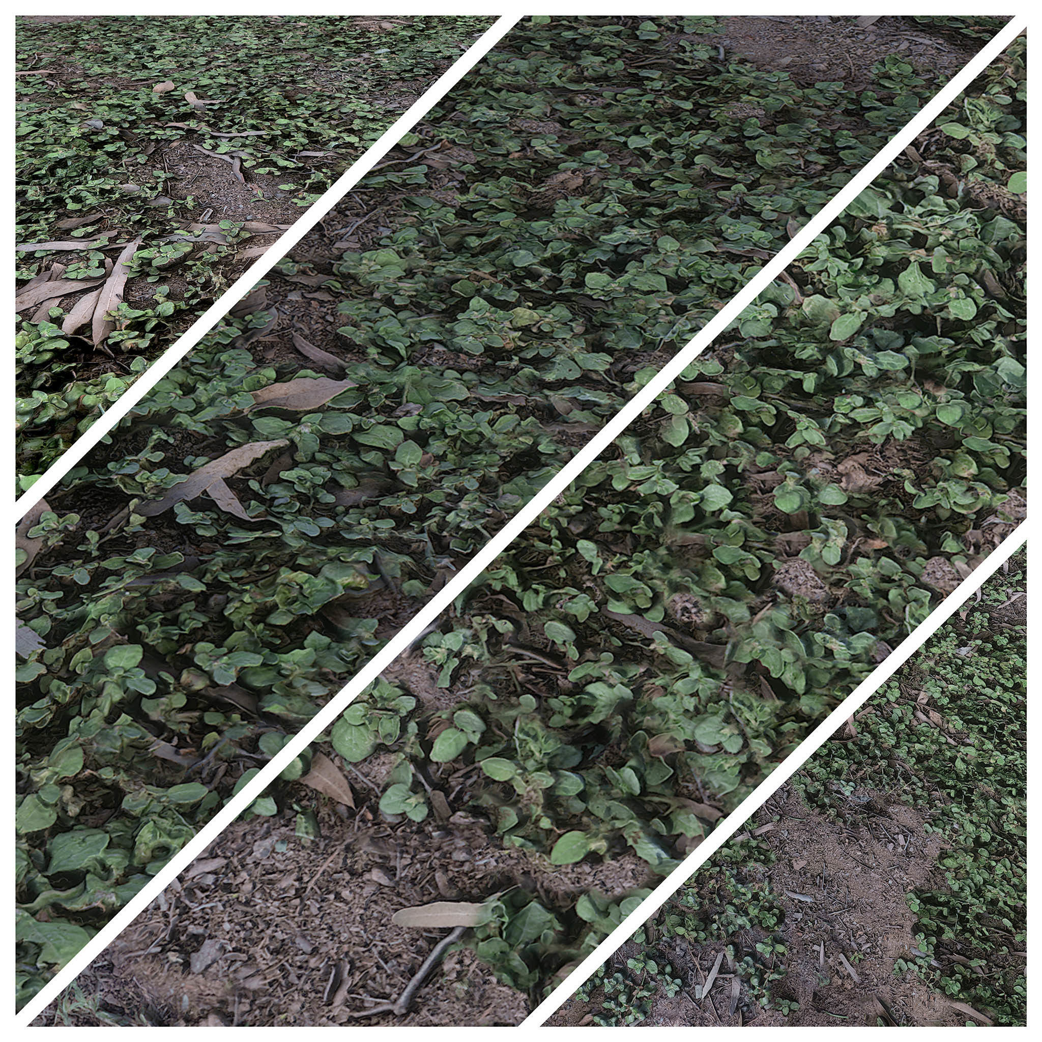 PBR GRASS 02 MIXED 2K PNG Texture_7