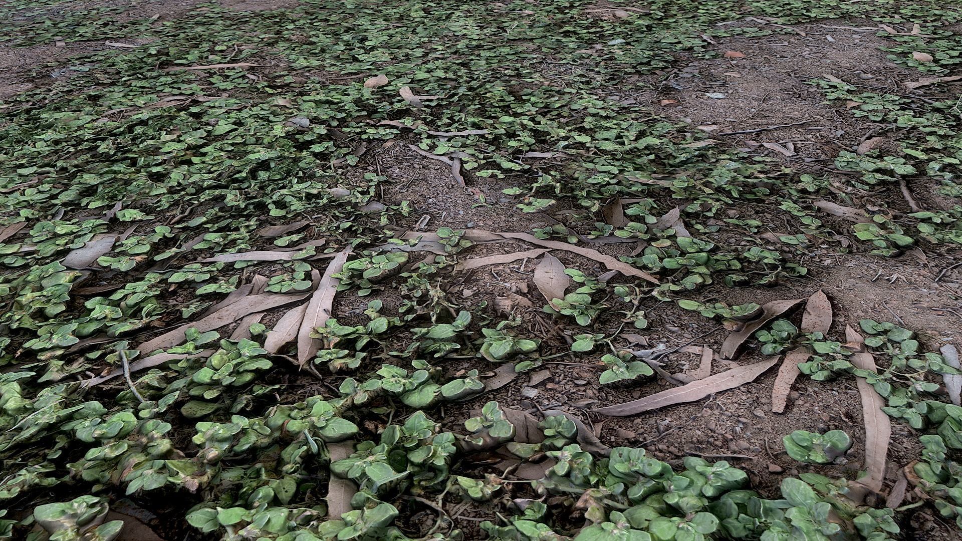 PBR GRASS 02 MIXED 2K PNG Texture_5