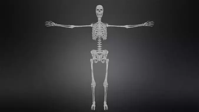 Human skeleton Low-poly 3D model