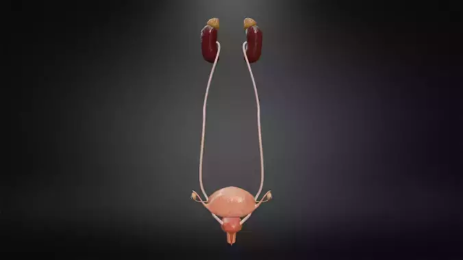 Female reproductive system Low-poly 3D model