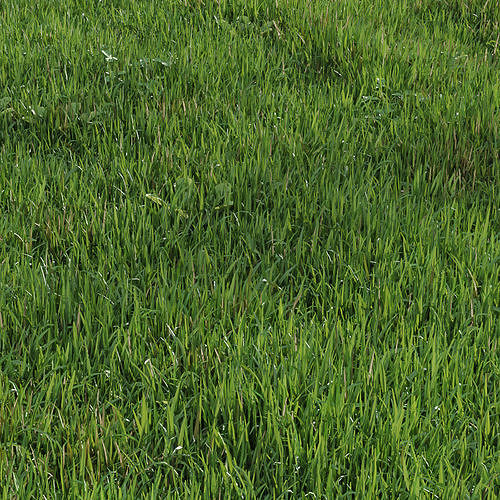 green lawn 3D model 2