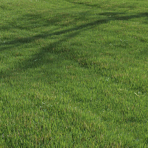 green lawn 3D model 7