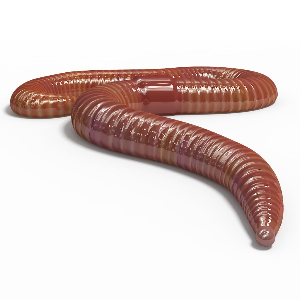 Worm pose 1 3D model