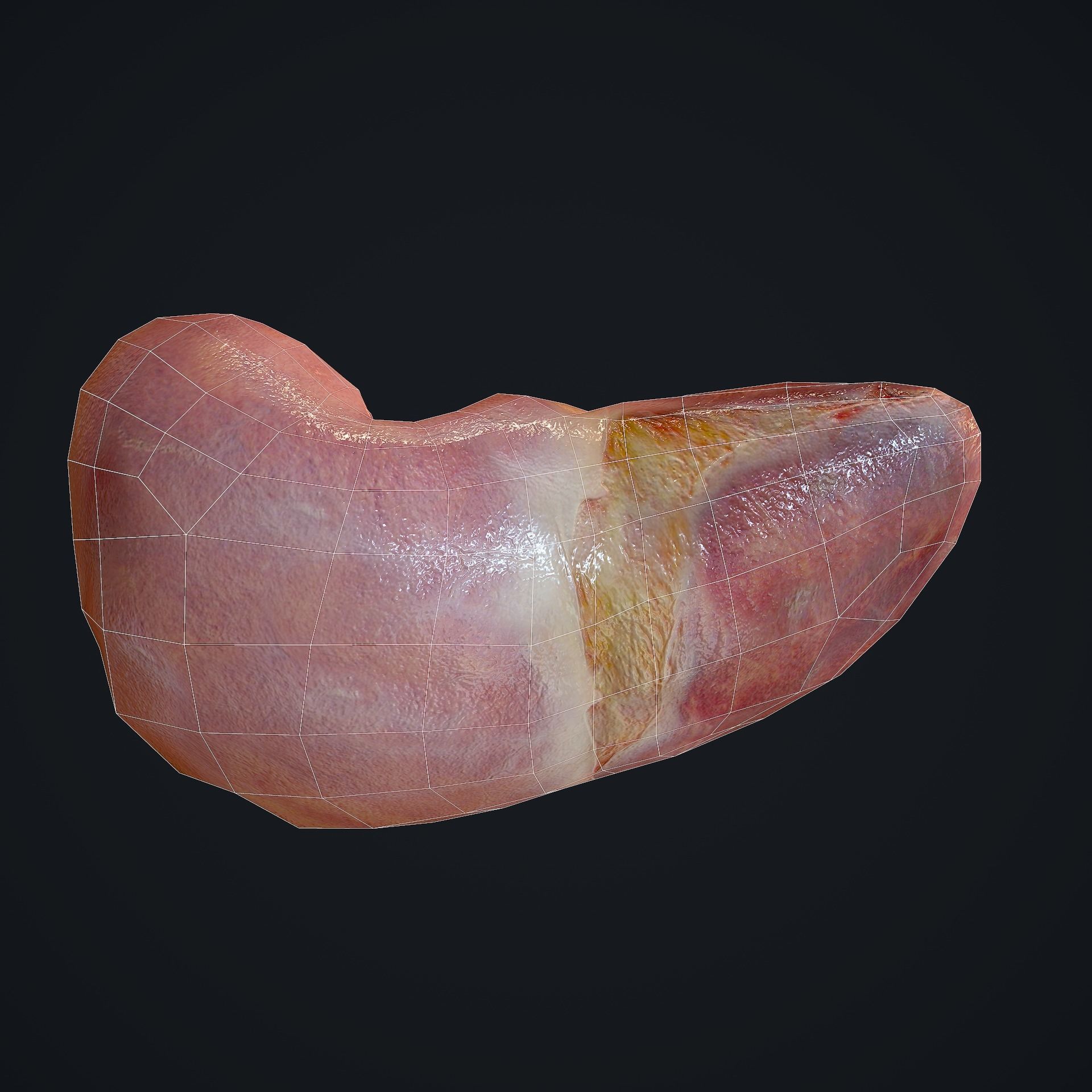 Human Liver Low-poly 3D model_16
