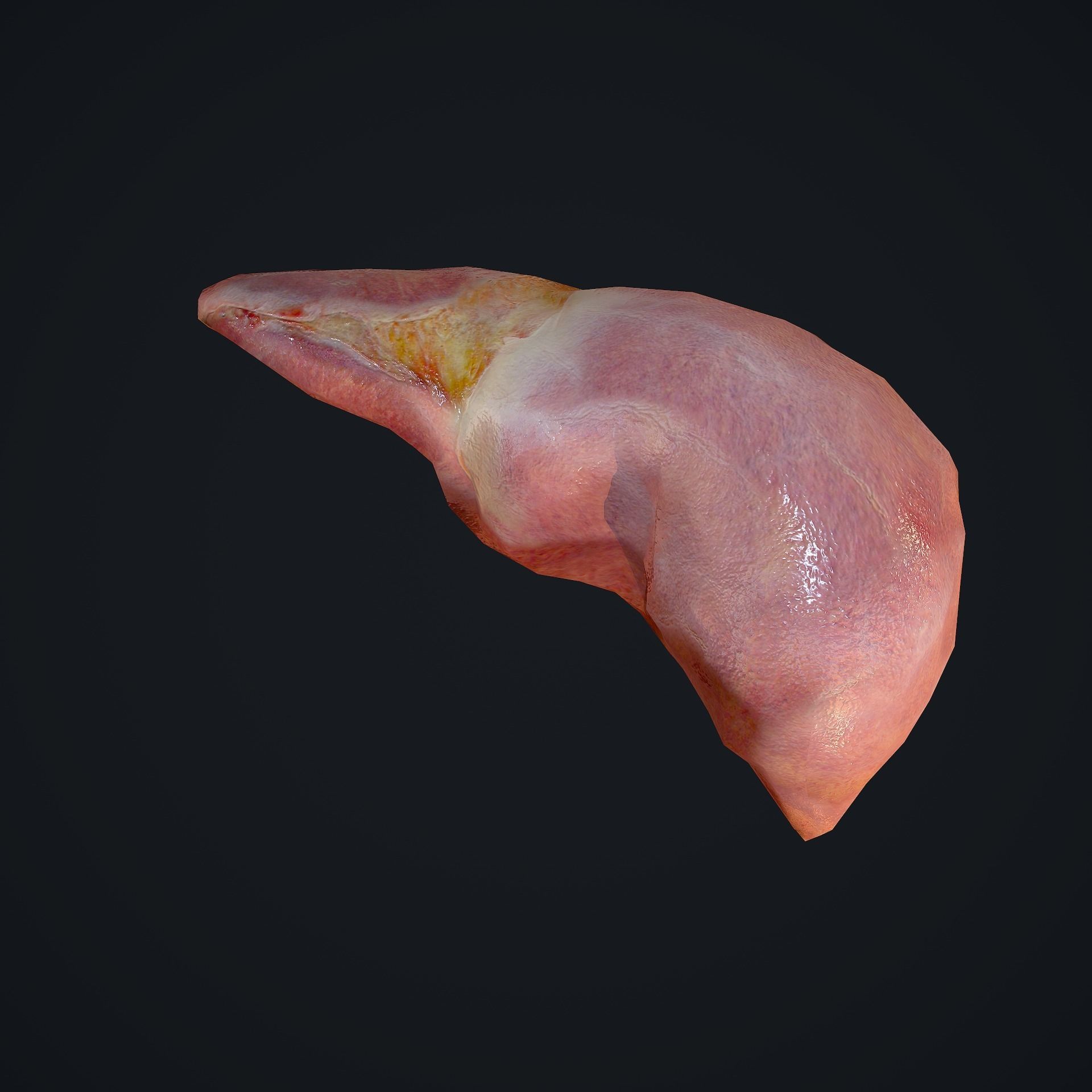 Human Liver Low-poly 3D model_11