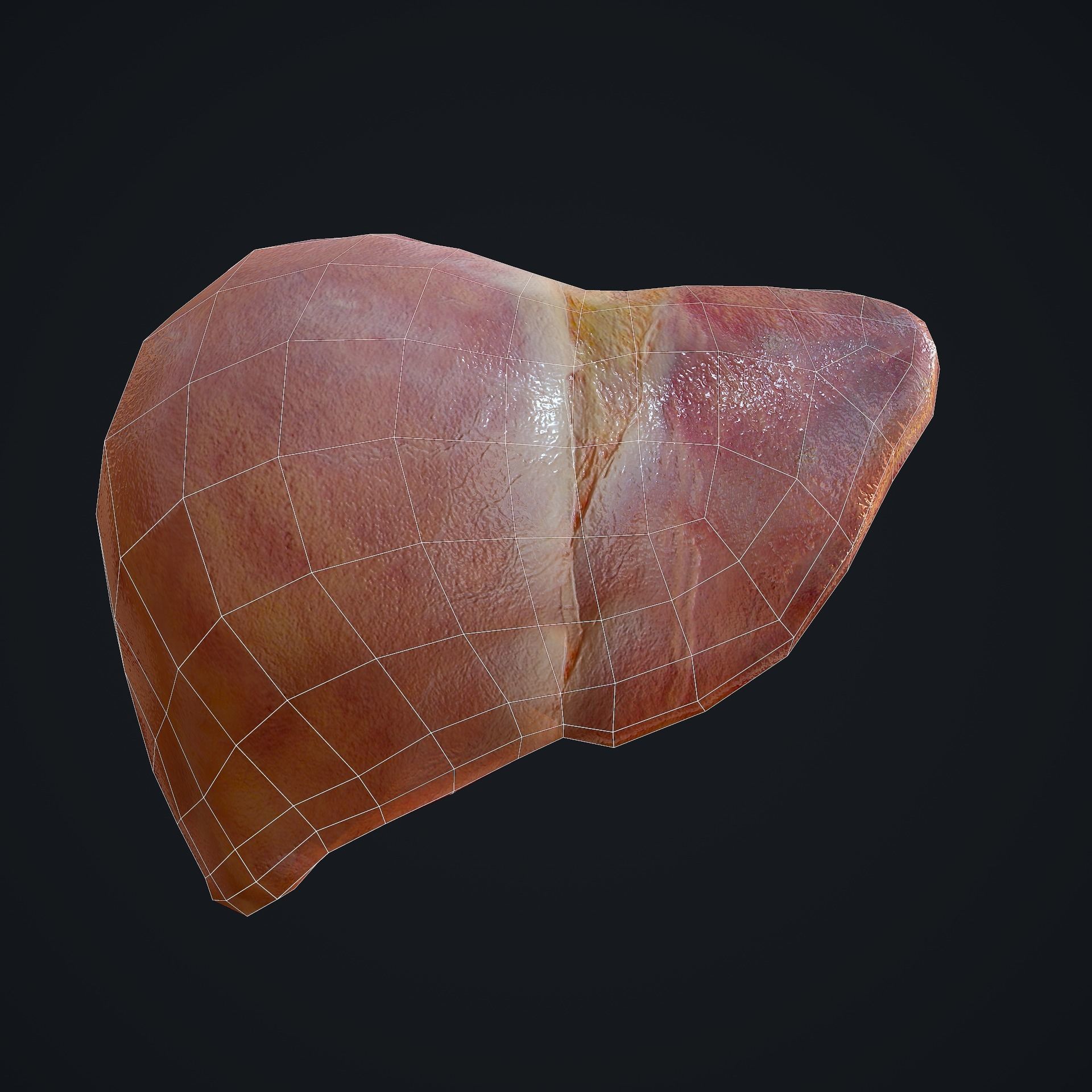 Human Liver Low-poly 3D model_19