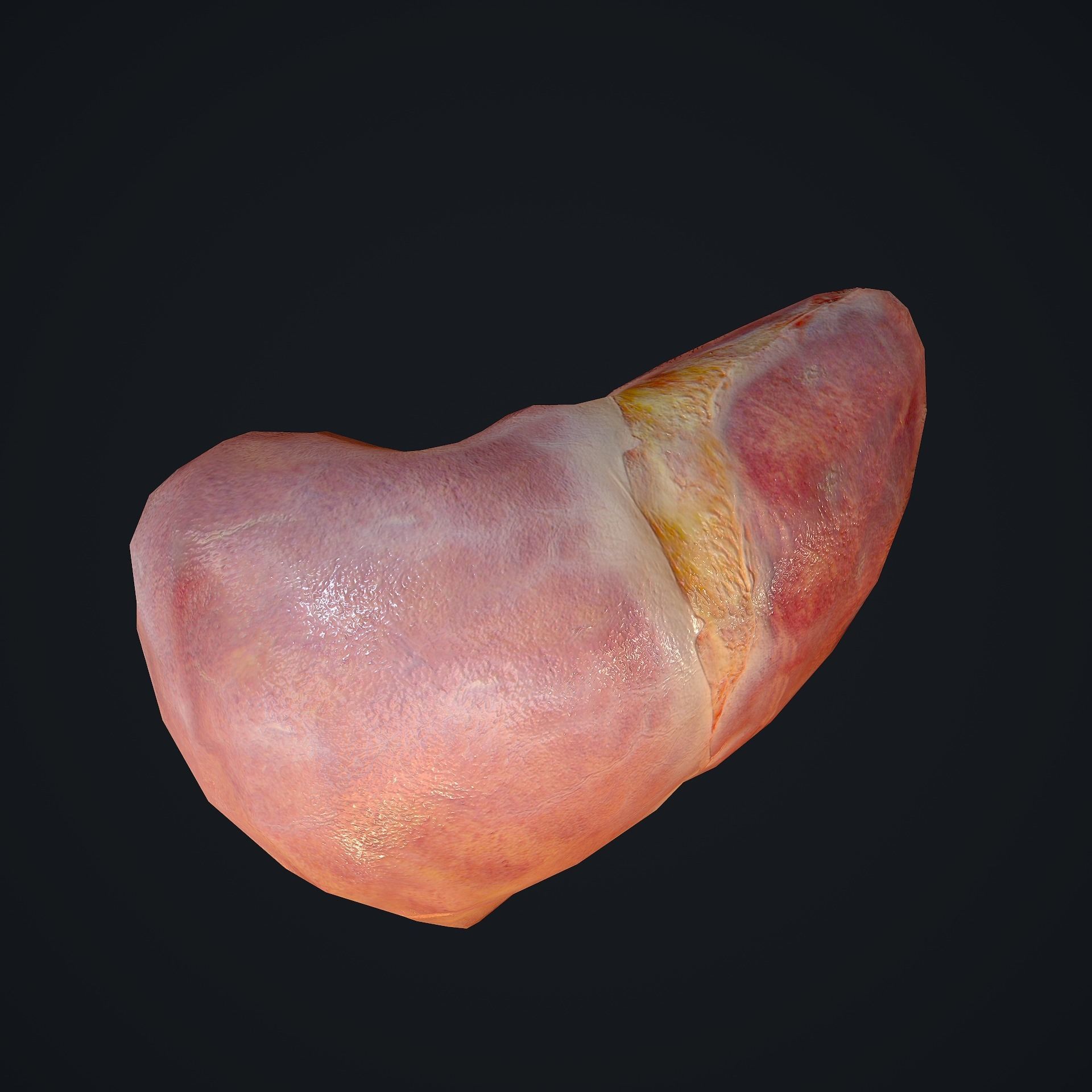 Human Liver Low-poly 3D model_10