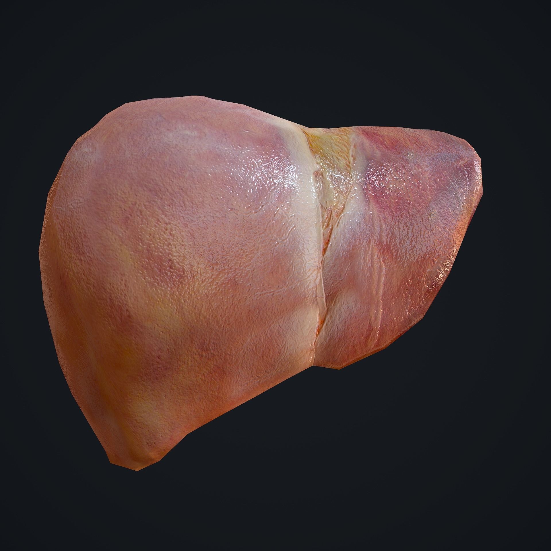 Human Liver Low-poly 3D model_6