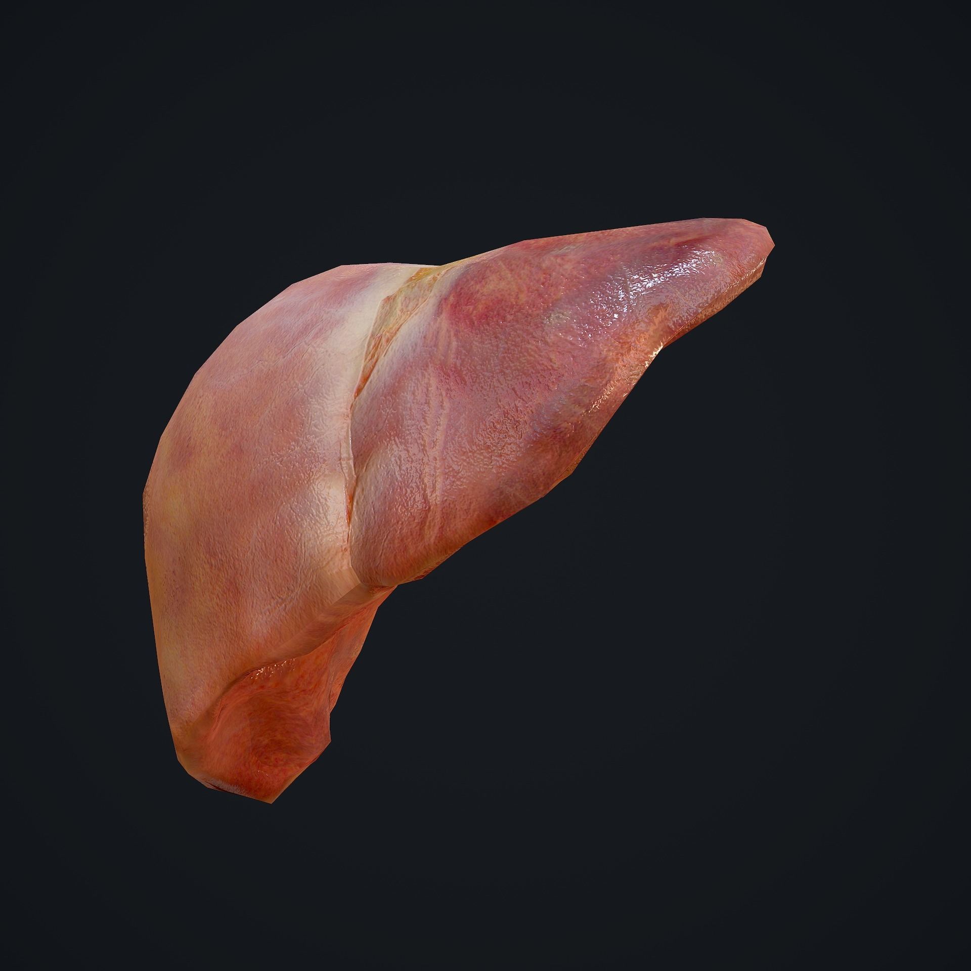 Human Liver Low-poly 3D model_13