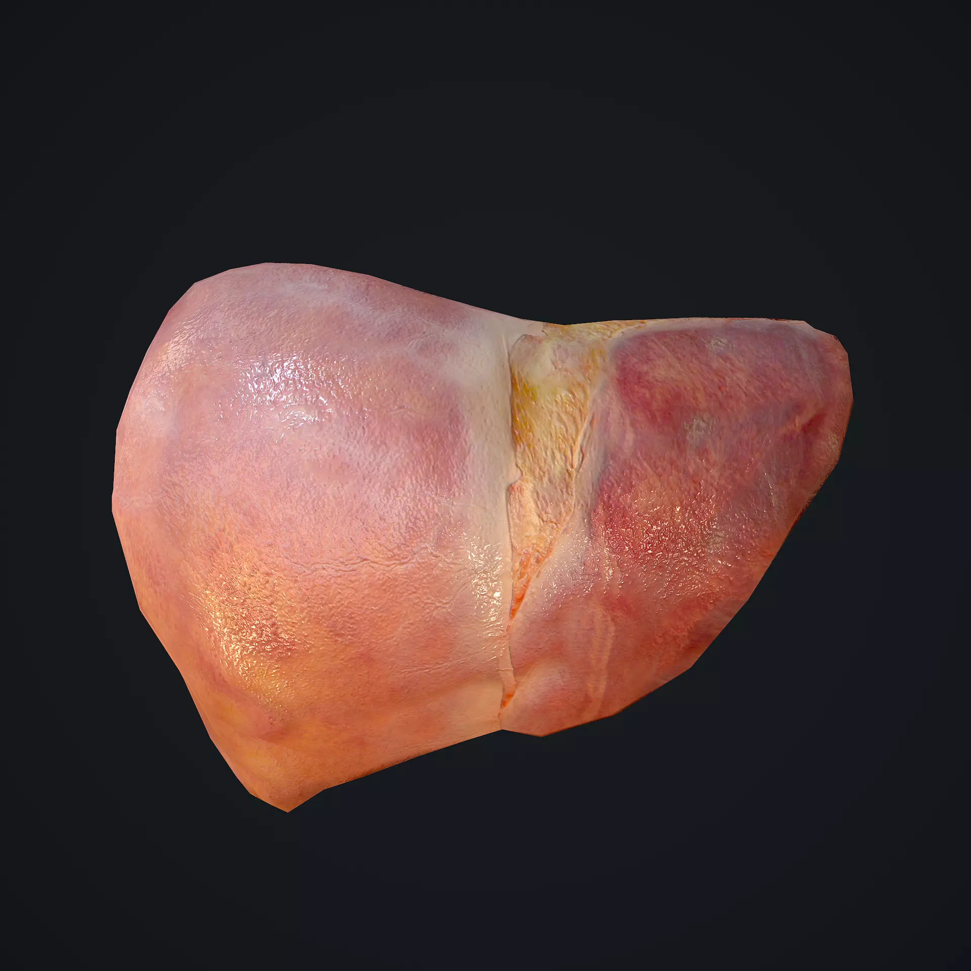 Human Liver Low-poly 3D model_0
