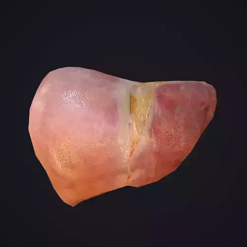 Human Liver Low-poly 3D model
